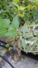Solanum dulcamara