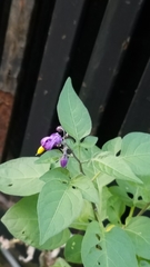 Solanum dulcamara