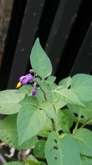 Solanum dulcamara