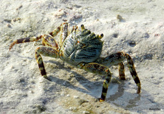 Grapsus albolineatus