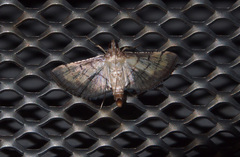 Cnaphalocrocis