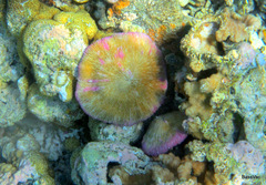 Fungia fungites