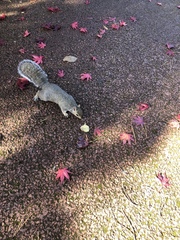 Sciurus carolinensis