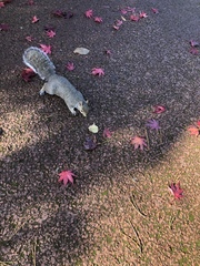 Sciurus carolinensis