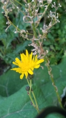 Sonchus arvensis