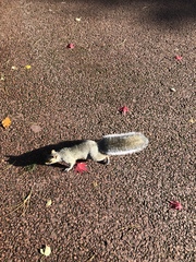 Sciurus carolinensis