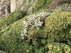 Sedum spathulifolium