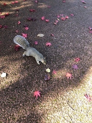 Sciurus carolinensis