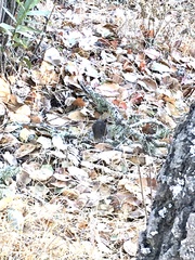 Microtus californicus