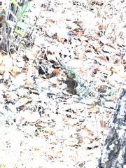 Microtus californicus