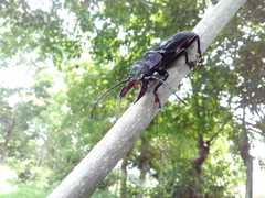 Mallodon chevrolatii