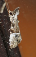 Alophosoma emmelopis