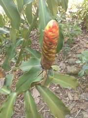 Costus pulverulentus