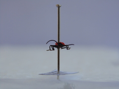 Benibotarus alternatus