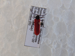 Benibotarus alternatus