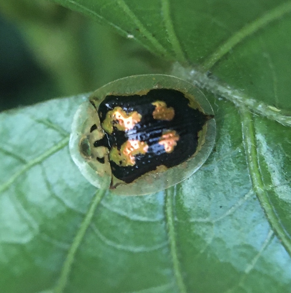 Deloyala barberi