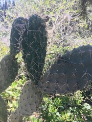 Opuntia streptacantha