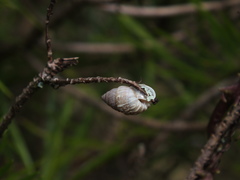 Bulimulus tortuganus