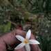 Lycianthes acutifolia - Photo (c) Apipa, algunos derechos reservados (CC BY-NC), subido por Apipa