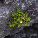 Polypodium insularum - Photo (c) Michael Bakker Paiva, some rights reserved (CC BY), uploaded by Michael Bakker Paiva