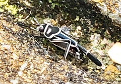 Ripipteryx rivularia