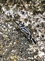 Ripipteryx rivularia