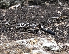 Ripipteryx rivularia