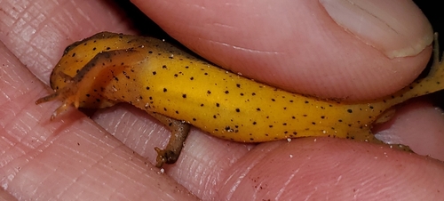Salamandridae image