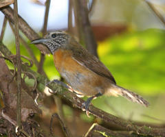 Pheugopedius rutilus