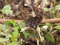 Thorybes dorantes galapagensis