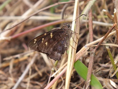 Thorybes dorantes galapagensis