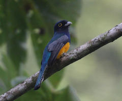 Trogon violaceus
