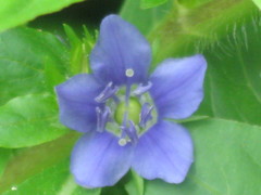 Hydrolea quadrivalvis