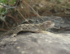 Agama aculeata