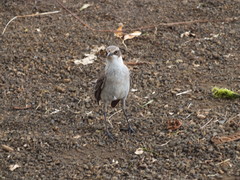 Mimus parvulus parvulus