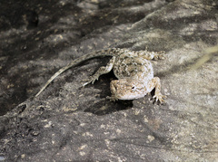 Agama aculeata