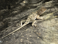 Agama aculeata
