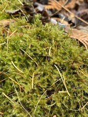 Campylophyllopsis hispidula