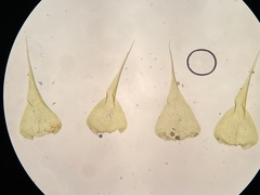 Campylophyllopsis hispidula