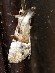 Alophosoma emmelopis