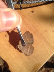 Yphthimoides patricia