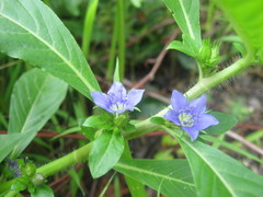 Hydrolea quadrivalvis