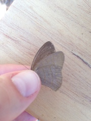 Nhambikuara cerradensis