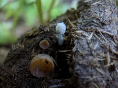 Coprinopsis stercorea
