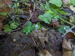 Coprinopsis stercorea