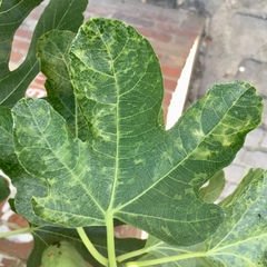 Fig mosaic emaravirus