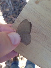 Nhambikuara cerradensis