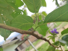 Solanum sycophanta