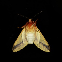 Symphlebia