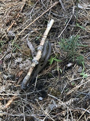 Elgaria coerulea palmeri
